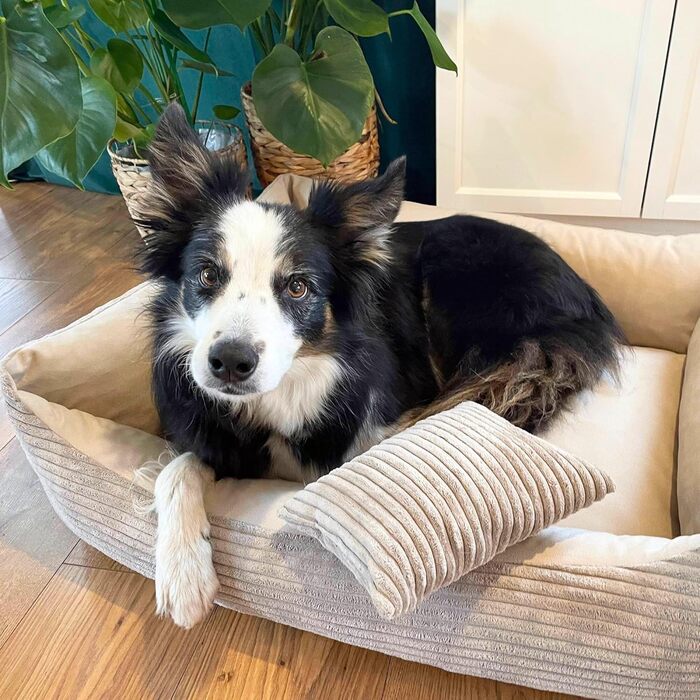 М'яке ліжко для собак 4L Textil Molly - зручне собаче ліжко-корзинка, 60x40 см, бежеве. Знімна та пральна наволочка, підходить для середніх собак.