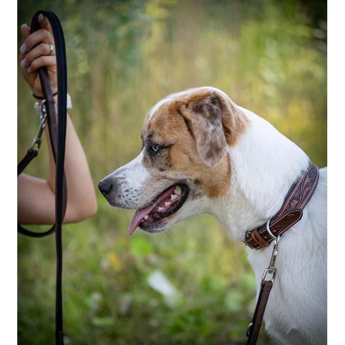 Нашийник для собак Джек Рассел з натуральної шкіри буйвола, ручної роботи, Talia (XL, 46-58 см)