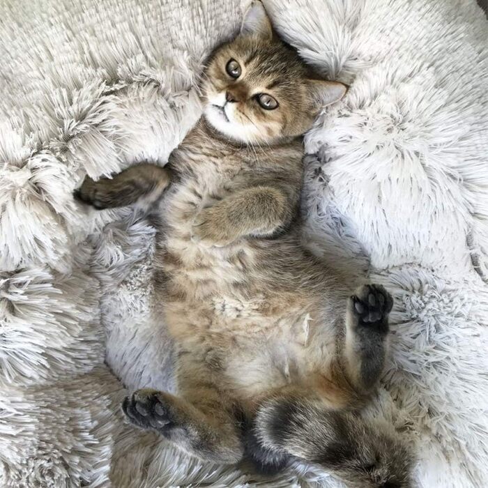 М'яке ортопедичне ліжко для домашніх тварин для собак та котів, ліжко-гніздо у формі пончика, для собак маленьких, середніх та великих порід, 60*60*20 см (70*70*20 см, сірий)