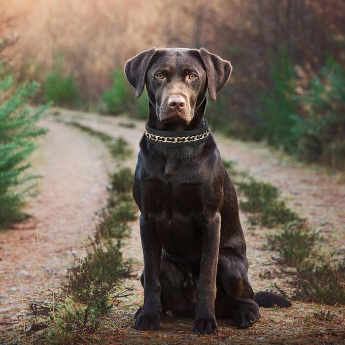 Didog нашийник для собак із натуральної шкіри, плетений, стильний, міцний, з металевим ланцюгом, для середніх і великих собак, чорний, регульований 35-42 см, ширина 3 см