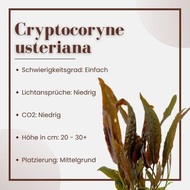Акваріумна рослина Cryptocoryne usteriana, 3 шт, середній план, для акваріума, повністю вкорінена, для акваскейпу та декору