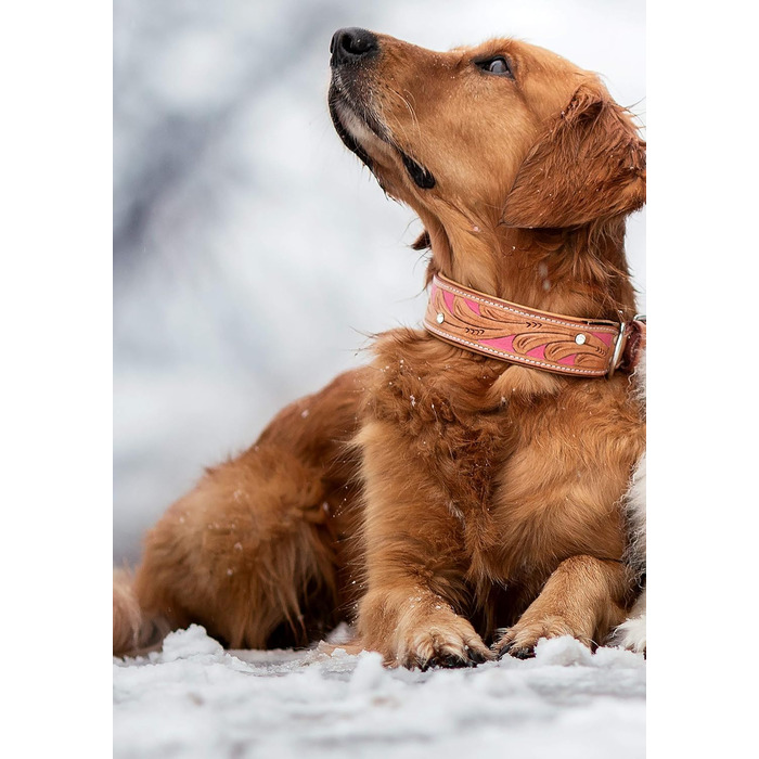 Нашийник для собак Pinklady Leder: шкіряний нашийник для собак, бежевий, карамельний, коричневий, рожевий, з декоративними елементами та стразами, обхват 35-43 см