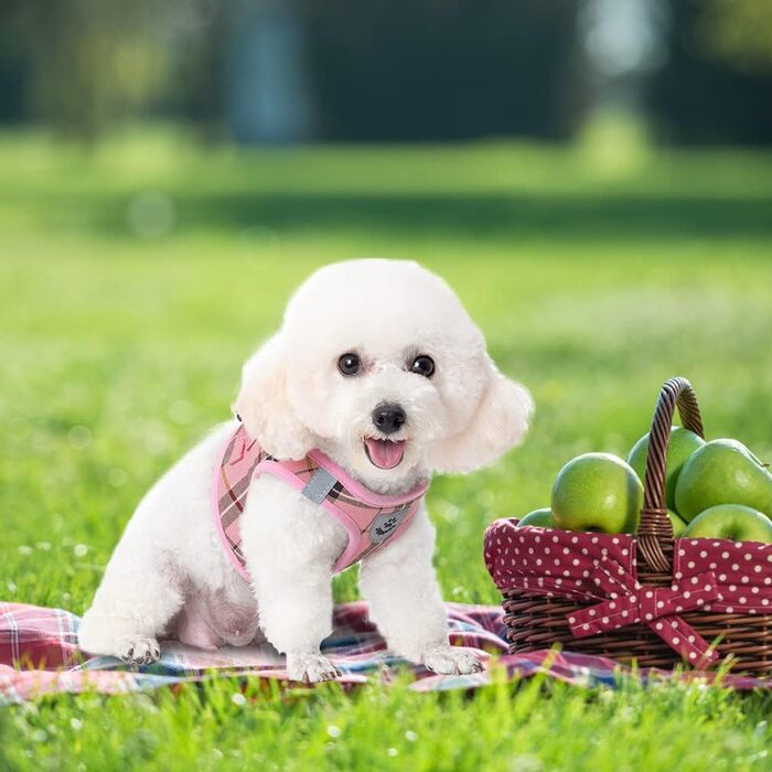 EXPAWLORER Нашийник та поводок для собак – набір для середніх собак – класичний вільний нашийник, не тягне, регульований, надійний для прогулянок на вулиці (XS (нашийник: 20-30см, обхват грудей: 33-36.8см), Рожевий)