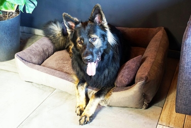 Затишне текстильне лежак для собак TEO, 100x80 см, розмір 4L