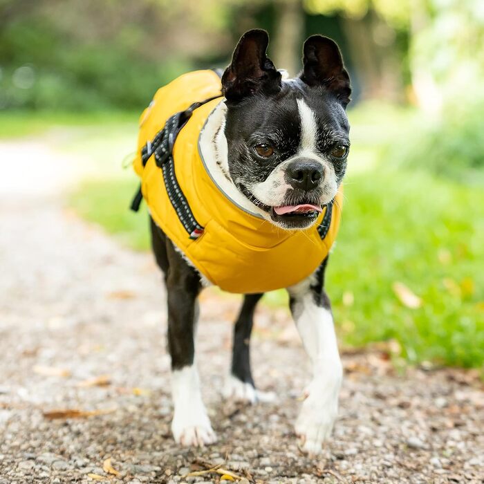 Зимова куртка для собак CHIARA Nick з шлейкою CHJ-2331DB-3 XL, розмір 3XL, поліестер, водовідштовхувана, вітронепроникна, індивідуально регульована, темно-жовта