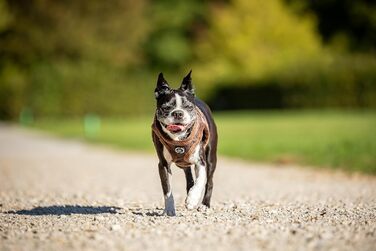 М'який нашийник для собак CHIARA MIA, розмір XXS, коричневий: безпечний, регульований, водонепроникний