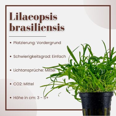 Акваріумна рослина Helanthium Quadricostatus, 3 шт. — водна рослина для акваріума, розеткова, з повністю розвиненою кореневою системою, легка у догляді, для акваскейпінгу, декор, Lilaeopsis brasiliensis