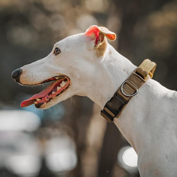 Нашийник для собак OneTigri з металевою застібкою (S, Ranger Green)