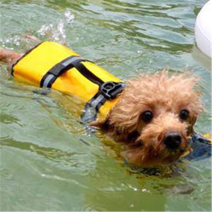 Жилет рятувальний для собак MISSMAO, жилет для плавання, жилет рятувальний для собак (2XL, колір 1)