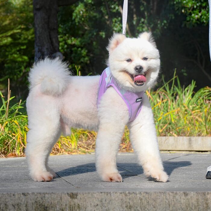 Нашийник та поводок для цуценят, комплект для прогулянок, нашийник-трансформер, м'який, дихаючий, аксесуари для домашніх тварин, світловідбиваючі смуги, для дуже маленьких собак та котів, XXXS (Обіх: 21.5 - 25.5 см)