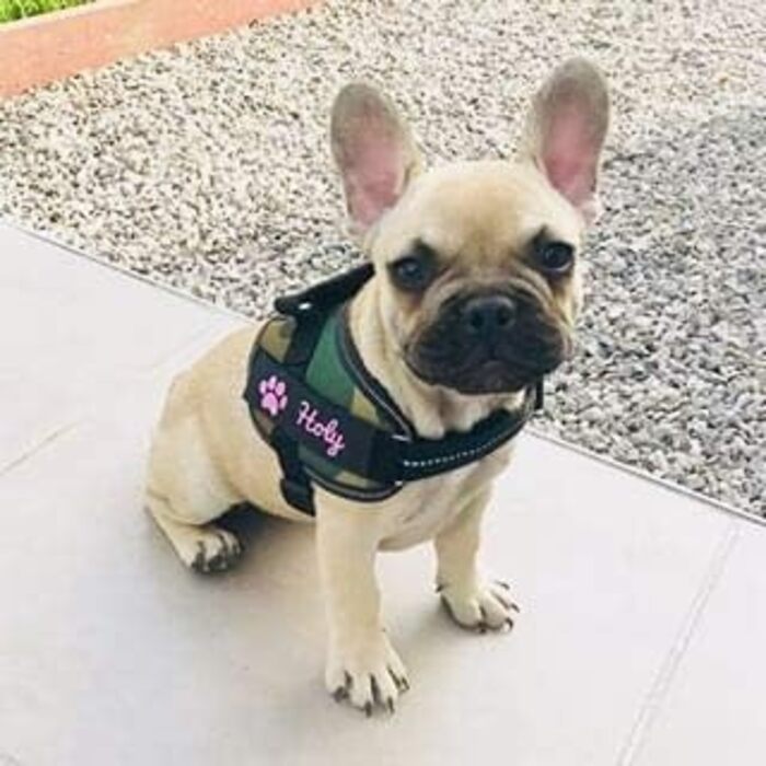 Шлея для собак Julius K9, відбивна, з персоналізованою нашивкою, XS/Mini-Mini, камуфляж