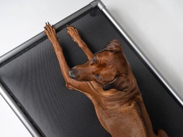 TrendPet HighBed: підняне ліжко для собак з алюмінію (105x80 см), преміум-якість