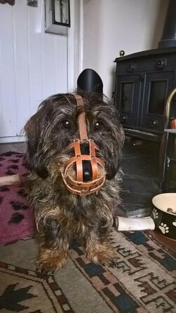 Шкіряний нашийник-маска для собак L&J Pets (для спанієлів, пуделів, хаскі та інших собак з подібним розміром морди, Колір: Коричневий, Розмір: 5)