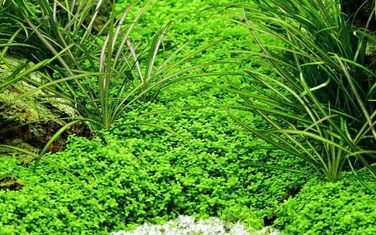 Набір з 3 in vitro акваріумних рослин 1-2 Grow, комплект №48, водні рослини для акваріума у стаканчиках
