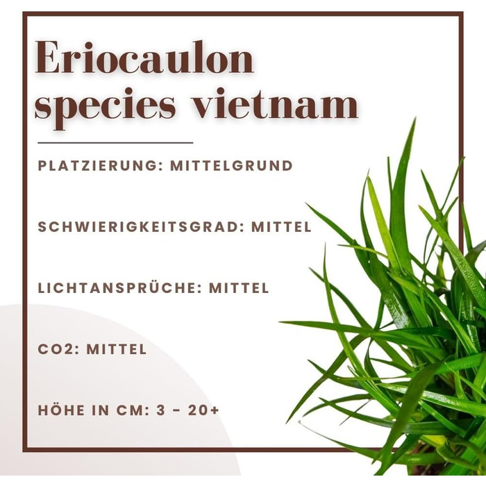 Водорості AquaOne Eriocaulon 'Vietnam', 3 шт. – акваріумна рослина для середнього плану, повністю вкорінена, для акваскейпу та декору