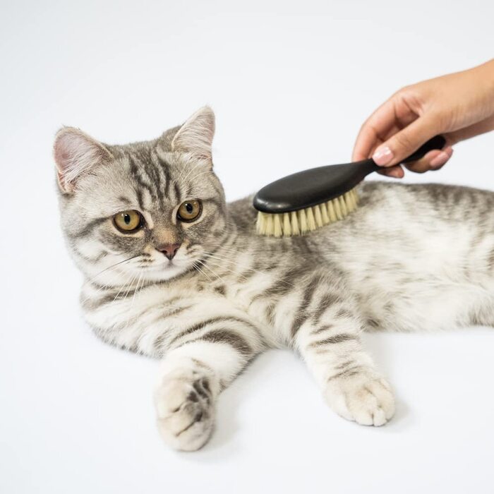 Щітка для котів LucyBalu® для короткої та довгої шерсті | Щітка для вичісування шерсті котів | Щітка для підшерстка котів | Гребінець для котів для догляду за шерстю | Щітка для шерсті тварин | Щітка для котів з щетиною та дерев'яною ручкою (Веган)