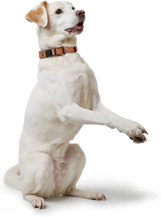 Нашийник для собак HUNTER Neopren Vario Plus, нейлон, неопрен, регульований, з поглинанням ривка, комфортний, розмір L/2,5, колір: мідний/сірий