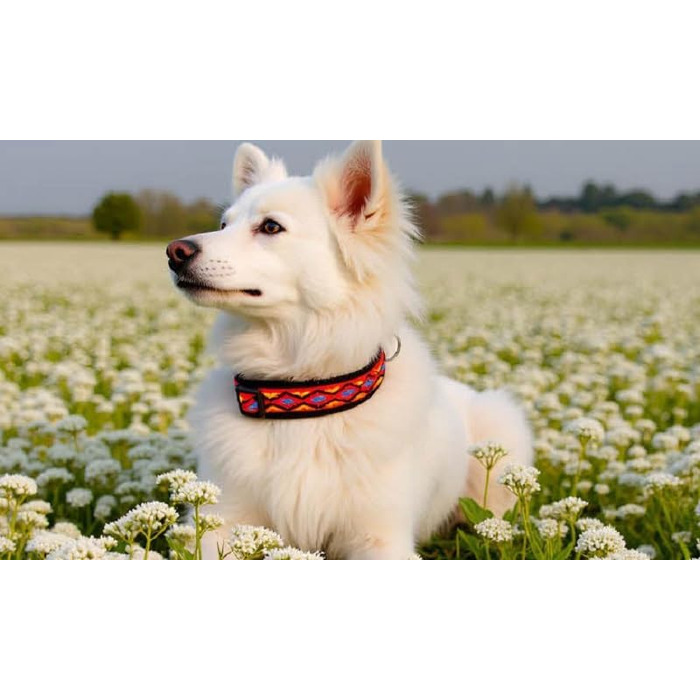 Нашийник для собак BUDDYPACK широка м'яка підкладка з неопрену, розмір XXS-XL (червоно-кольоровий на чорному, XXS (29-34 см))