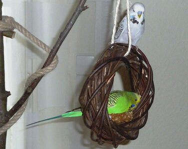 Два смачні дерев'яні кільця з лози для папуг, хвилястих та корел; плетіння з лози. Іграшка для птахів у клітку, вольєр. Ігровий майданчик для птахів для підвішування. 2 дерев'яні кільця 2.0