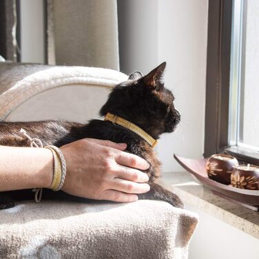 Нашийник для кота Pettsie з безпечною застібкою та браслетом дружби, міцна бавовна, D-подібне кільце для аксесуарів, регульований розмір 19-29 см (12,7 - 20,3 см, жовтий)