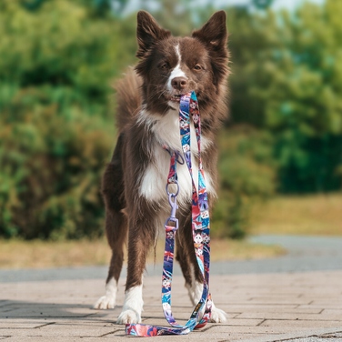 Класичний повідок Hauki, стрічка 2,5 м