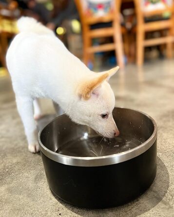 Миски для собак IKITCHEN з нержавіючої сталі, подвійні стінки, 1,8 л, чорні, для корму та води, з гумовим дном