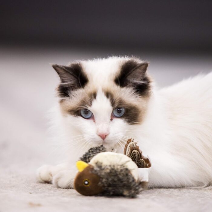 Іграшка для котів SuHaco GiGwi Melody Chaser - пташка, інтерактивна, з дзвоном