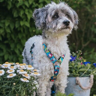 Нашийник для собак Max & Molly H-подібної форми, Ultrabequemes Geschirr Hund, Neopren, XS, для маленьких собак, з підкладкою, безпечний та ультралегкий, для комфорту вашого улюбленця