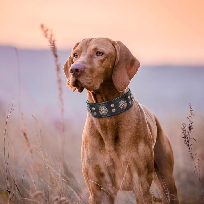 Didog нашийник для собак з натуральної шкіри, широкий 5 см, м'який, міцний, регульований, для середніх і великих порід, чорний, розмір XL (47-55 см)