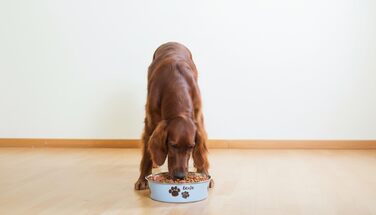 Персоналізований миска для собак з нержавіючої сталі 2200 мл – антиковзний кільце – для великих собак – з іменем – Petslino (Світло-блакитний, L)