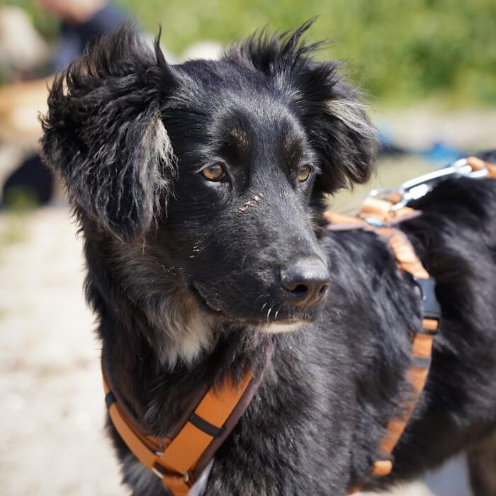 Нашийник для собак Anny·x, регульований, коричнево-бурштиновий, різні розміри (коричнево-бурштиновий, XXS)