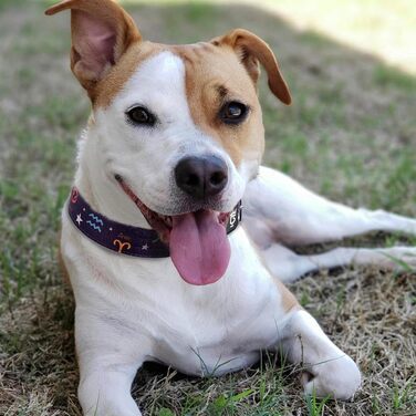 Тактичне нашийник для собак TSPRO, міцний, з металевою застібкою, 3.8 см, регульований, для середніх та великих собак (Зелений M), розмір M-H (регульований 40-48 см), Колір: Зелений (M-H, 40-48 см), Колір: Колір: фіолетовий