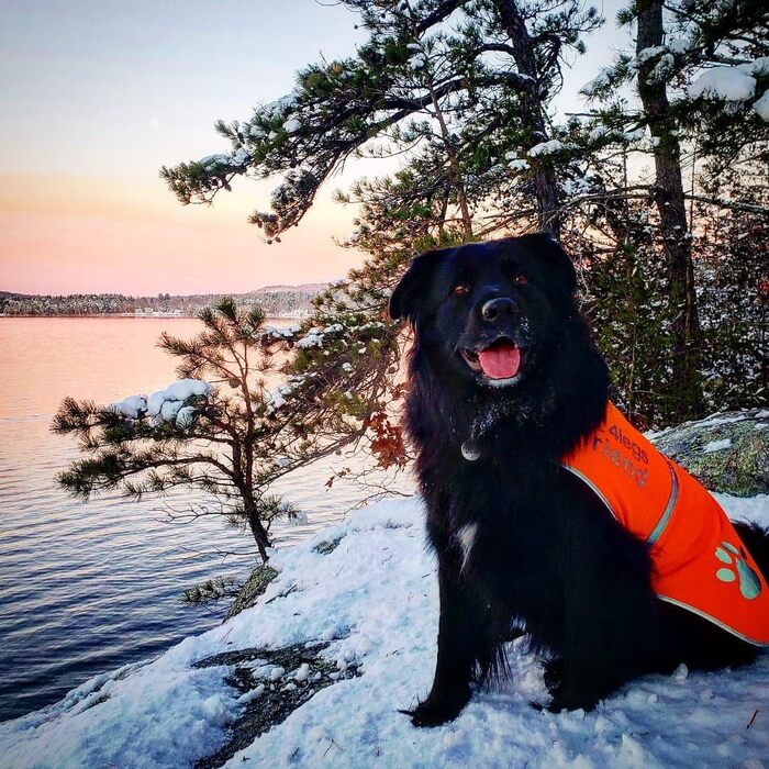 Світловідбиваючий жилет для собак з отвором для повідка, 5 розмірів - висока видимість удень та вночі, безпека на дорозі та під час полювання (Помаранчевий)