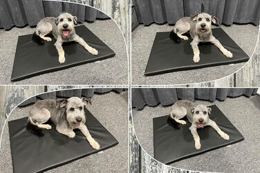 Килимок для собак FORTISLINE Capri (L, 100x65 см, сірий)