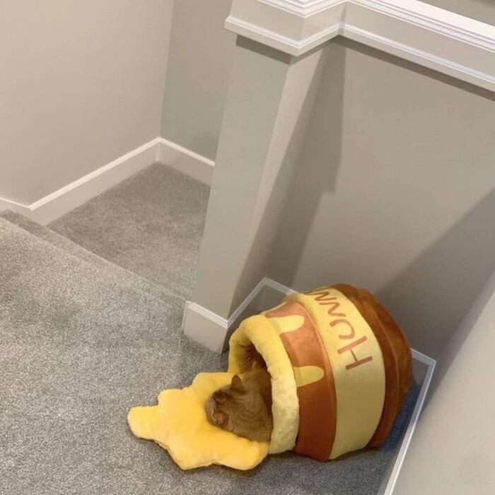 Квіткове ліжко для котів, затишна печеринка, ліжко-гніздо для кошенят, ліжко-гніздо для котів у формі меду, для маленьких котиків