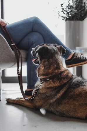 Нашийник для собак HUNTER Grenada з натуральної шкіри, темно-коричневий, ручної роботи, Німеччина, для тренувань та повсякденного використання, міцний, комфортний, розмір XS-S, обхват 28-32 см