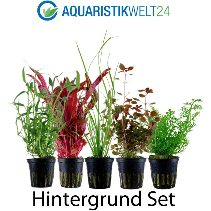 Набір з 5 акваріумних рослин для фону AquaOne: Murdannia, Ludwigia, Cyperus, Alternanthera, Ceratopteris