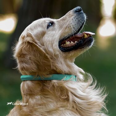 Шкіряний нашийник для собак CollarDirect, круглий, м'який, з роллом, ручної роботи, справжня шкіра, чорний, червоний, фіолетовий, синій (м'ятний), 15-18 см