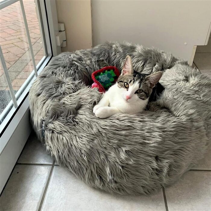 Ліжко для собак Petface з штучного хутра у формі пончика, Donut-ліжко