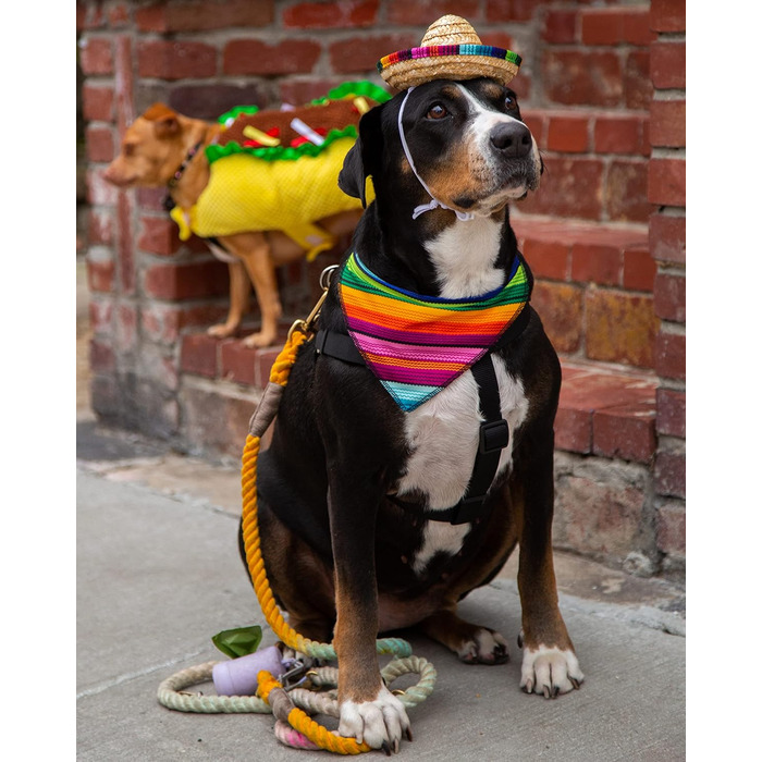 Костюм для собак та котів Pet Krewe Taco Medium - Веселий набір для фотосесій та свят