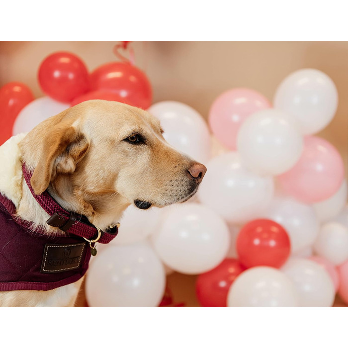 Kentucky Dogwear: Плетений нашийник для собак з нейлону Бордовий, розмір S, 42 см