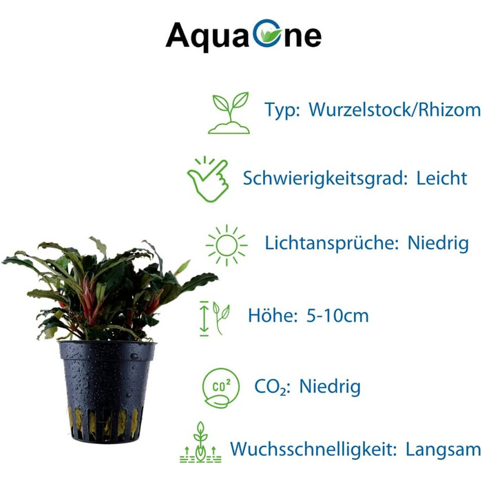 Акваріумна рослина Bucephalandra sp. 'Red' AquaOne, 3 шт, водна рослина для акваріума, повністю вкорінений кореневище, легкий догляд, для акваскейпінгу та декору