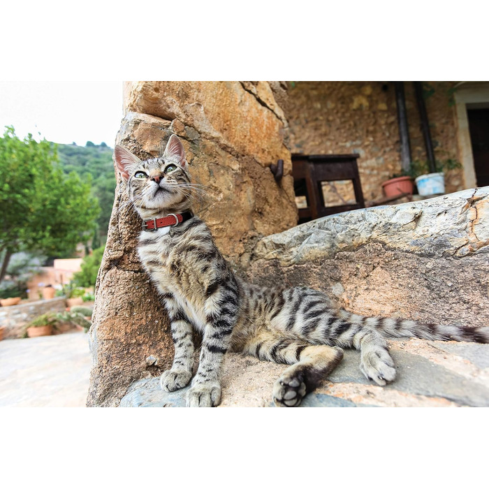 Шкіряний нашийник для котів Angel Pet Supplies з шипами, безпечний, еластичний, білий, 30 см х 1,3 см