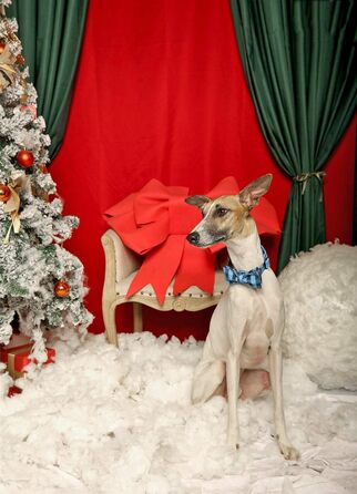 Елегантне нашийник для собак Unique Tyle з знімною метеликом, чорний/блакитний, XX-XL