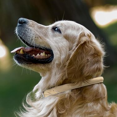 Шкіряний ошийник для собак CollarDirect, круглий, м'який, з роликом, ручної роботи, з натуральної шкіри, чорний, червоний, фіолетовий, синій (бежевий), розмір 15-18 см