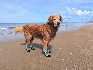 Чоботи для всієї погоди, Неопрен, захист лап, з відбиваючими ременями, 5 розмірів (багатобарвні, розмір M) (XL)