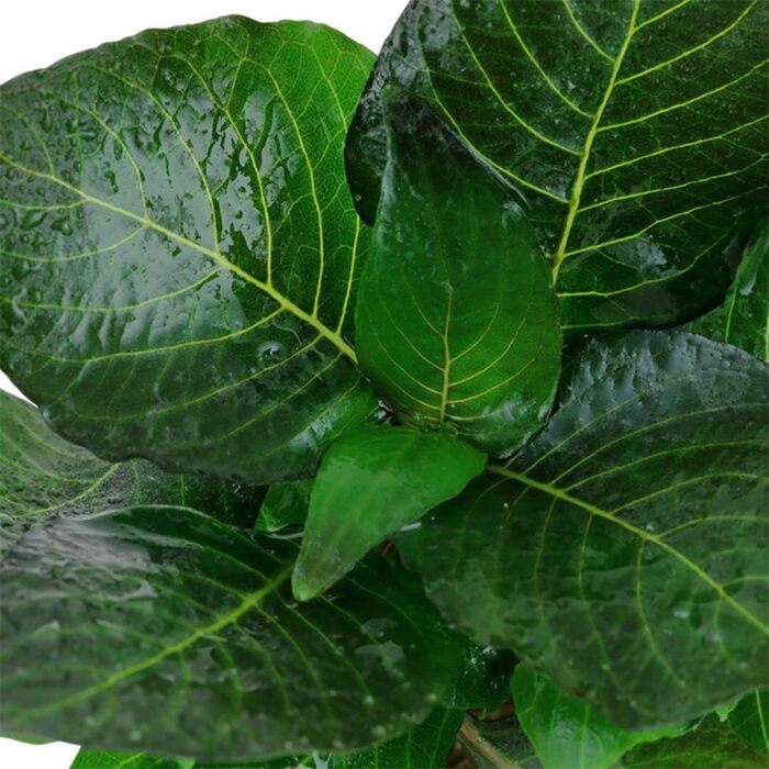 Акваріумна рослина Hygrophila corymbosa 'Compact', 3 шт. – водна стеблова рослина з повністю розвиненою кореневою системою, легка у догляді, для акваскейпінгу та декору акваріума