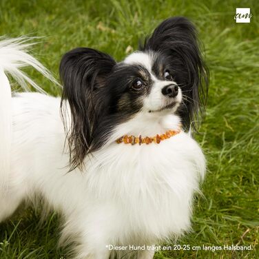 Янтарне намисто для собак та котів Amberta Bernstein | Нашийник для собак (45-50 см)