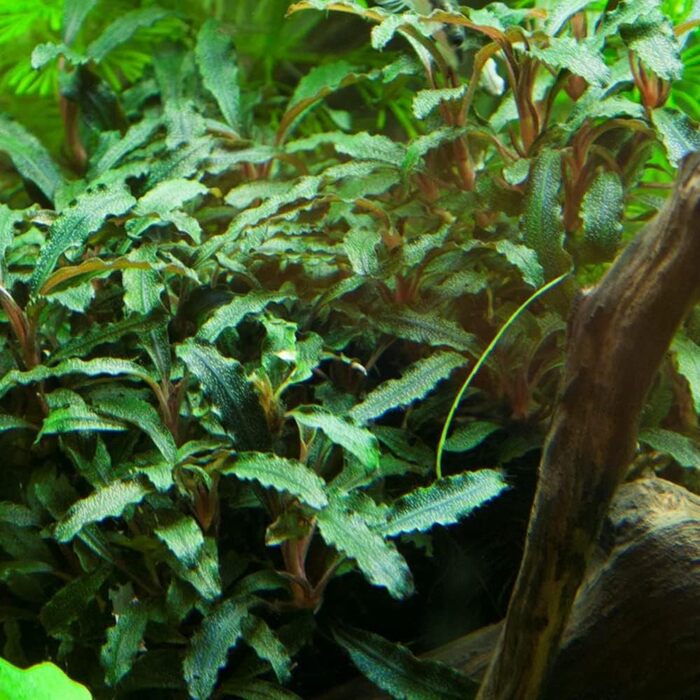 Акваріумна рослина Bucephalandra sp. 'Red' AquaOne, 3 шт, водна рослина для акваріума, повністю вкорінений кореневище, легкий догляд, для акваскейпінгу та декору