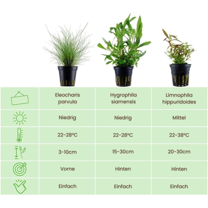 Набір акваріумних рослин AquaOne 5 шт. для початківців: Lilaeopsis, Lagenandra, Cryptocoryne, Echinodorus